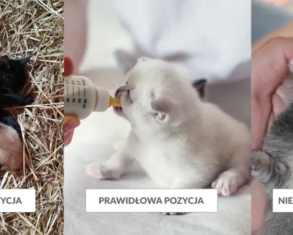 Dlaczego kotka nie chce karmić kociąt? Odkryj przyczyny i rozwiązania