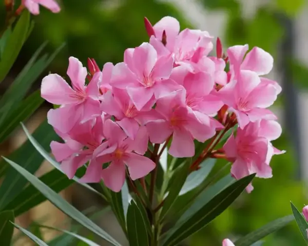 Kwitnący oleander po wiosennym przycinaniu. Delikatne, różowe kwiaty i długie, zielone liście tworzą piękny bukiet.