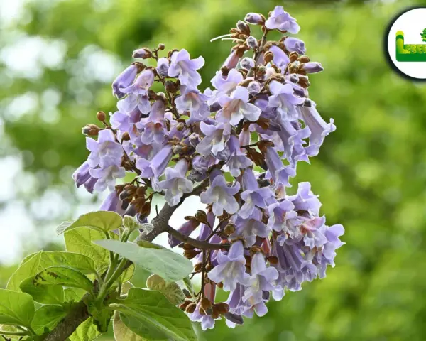 Ein blühender blauglockenbaum, dessen Blüten zwar schön anzusehen sind, aber Vorsicht: der blauglockenbaum ist giftig.