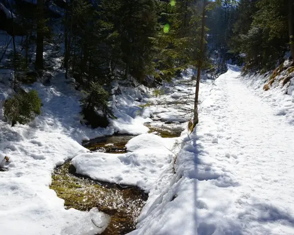 Śnieżna ścieżka wzdłuż strumienia w **dolinie białego** lasu. Słońce przebija się przez drzewa, tworząc refleksy na wodzie.