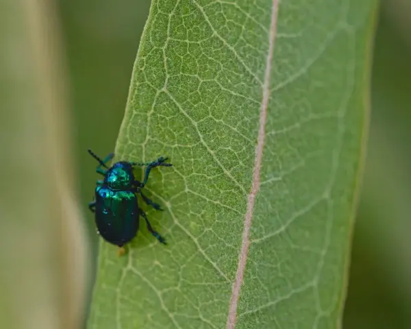 Un escarabajo verde metálico, un ejemplo de los diversos tipos de escarabajos, descansa sobre una hoja verde con venas marcadas.