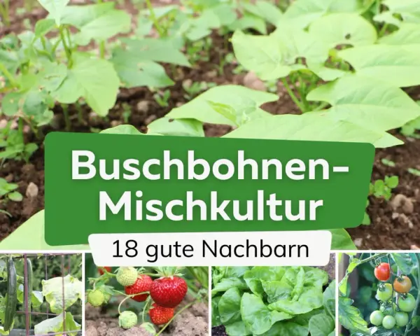 Buschbohnen-Mischkultur: junge Buschbohnen im Beet mit 18 guten Nachbarn wie Gurken, Erdbeeren, Salat und Tomaten.