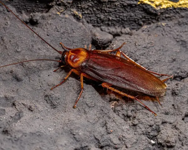 Cucaracha marrón sobre superficie oscura. Aunque no pican, su presencia es desagradable.