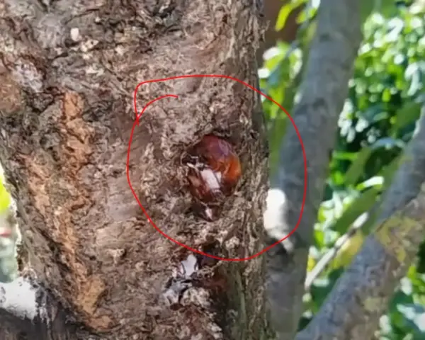 Gommosi albicocco che trasudano dalla corteccia di un albero.