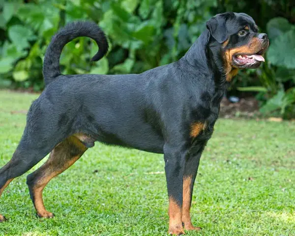 Potężny Rottweiler, rasa psa na r, stoi na trawie. Jego czarna sierść z rudymi znaczeniami lśni w słońcu.