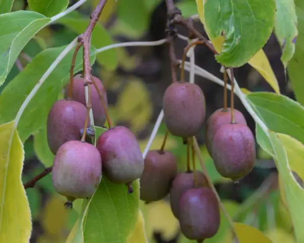 Kluster av små, lila kiwifrukter hänger från en gren, redo att skördas. En dröm att odla kiwi i din egen trädgård.