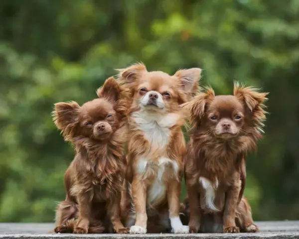 Czy chihuahua gubi sierść? Oto co musisz wiedzieć o linieniu