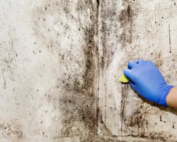 A gloved hand scrubs a wall covered in black mold, beginning the black mold removal process.