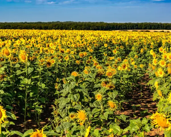Vasto campo di girasole coltivazione sotto un cielo azzurro. I fiori gialli brillano al sole, creando un paesaggio mozzafiato.