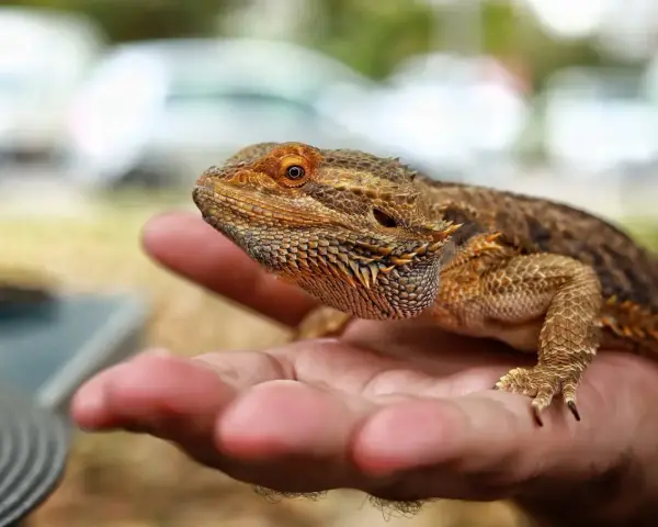 Agama brodata, która żyje nawet 15 lat, spoczywa na dłoni.