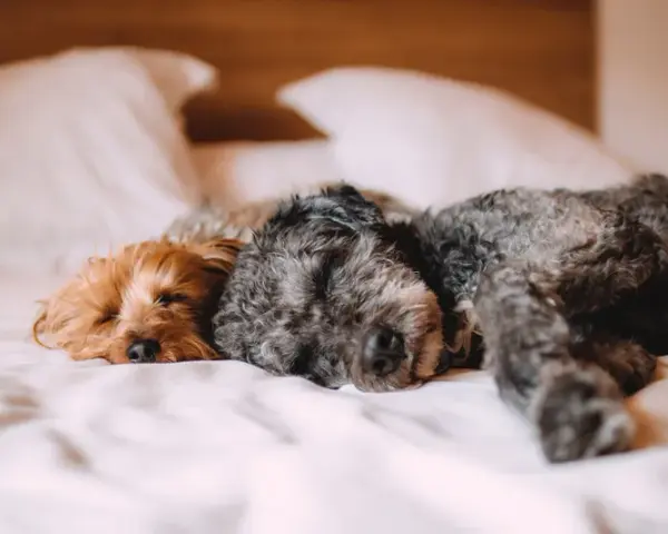 Hotel dla psa: Jak wybrać najlepszy azyl dla pupila? Poradnik