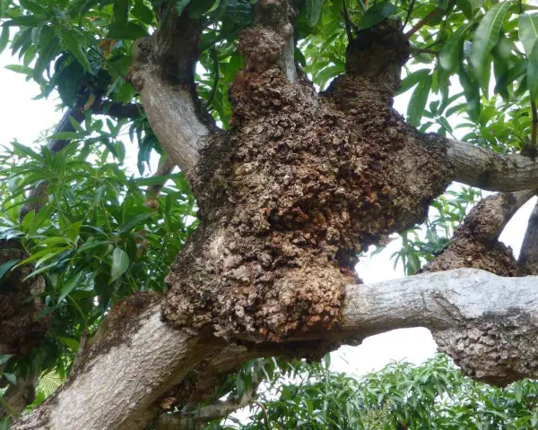 Tronco de árbol con tumores. ¿Cómo curar un cerezo enfermo? Las ramas muestran crecimientos anormales y corteza rugosa.