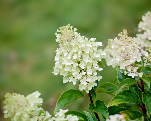 Vackra, ljusa klasar av hortensia utomhus mot en suddig grön bakgrund. En sommaräng i Sverige.