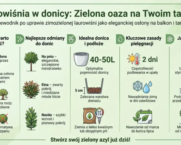 Laurowiśnia w donicy na tarasie: zimozielona ozdoba, osłona przed wiatrem i sąsiadami. Przewodnik po uprawie.
