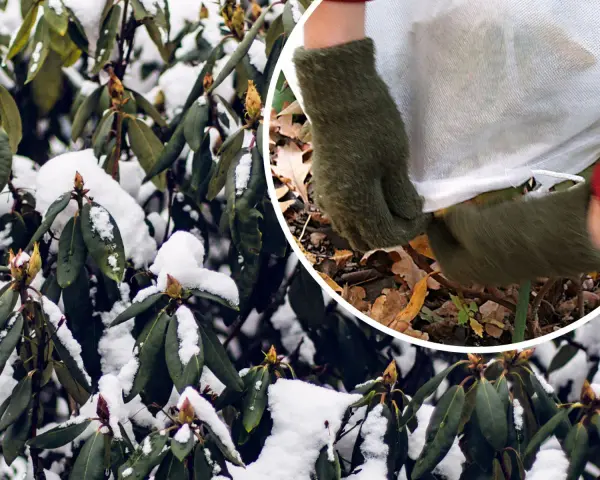 Zimowy rododendron okrywany na zimę. Zielone liście i pąki pokryte śniegiem, a dłonie w rękawiczkach zabezpieczają roślinę.