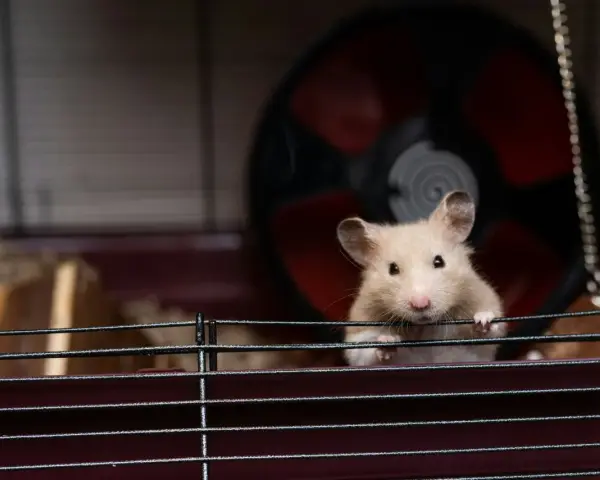 Jasny chomik syryjski o beżowym futerku wygląda zza prętów klatki. W tle kołowrotek.