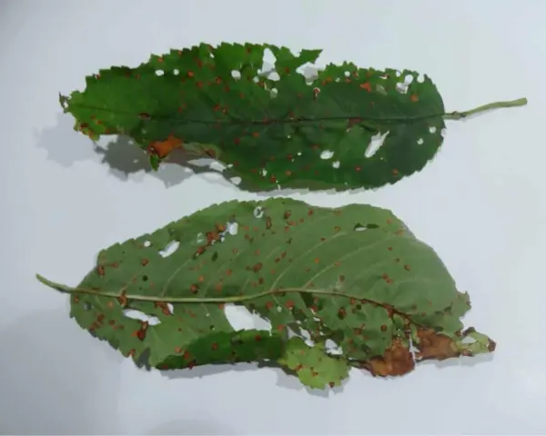 Foglie di ciliegio con macchie e fori, segni di corineo.