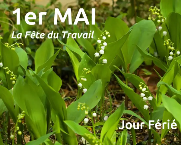 Muguet en fleurs, symbole de la tradition du 1er mai, la Fête du Travail. Jour férié.