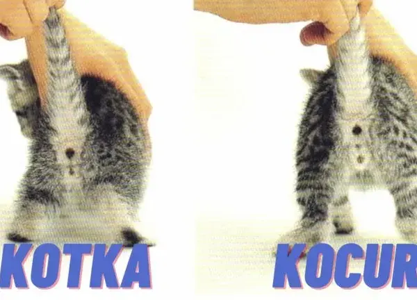 Jak rozpoznać kotkę – proste sposoby na identyfikację płci kociaka