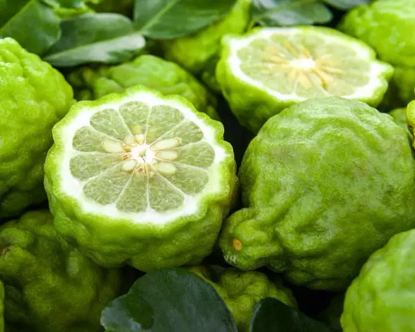 Bergamota para que sirve: estos cítricos verdes, con su piel rugosa y pulpa jugosa, son ideales para infusiones y remedios naturales.