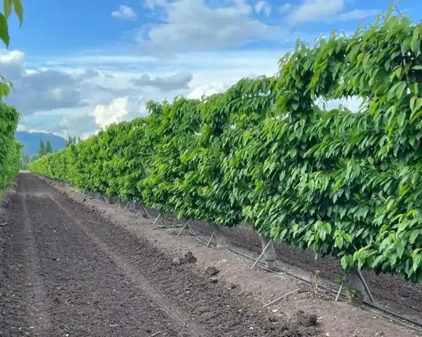 Filari di alberi di ciliegio rigogliosi in un frutteto, con terreno lavorato e sistema di irrigazione. La concimazione ciliegio è fondamentale per questa crescita.