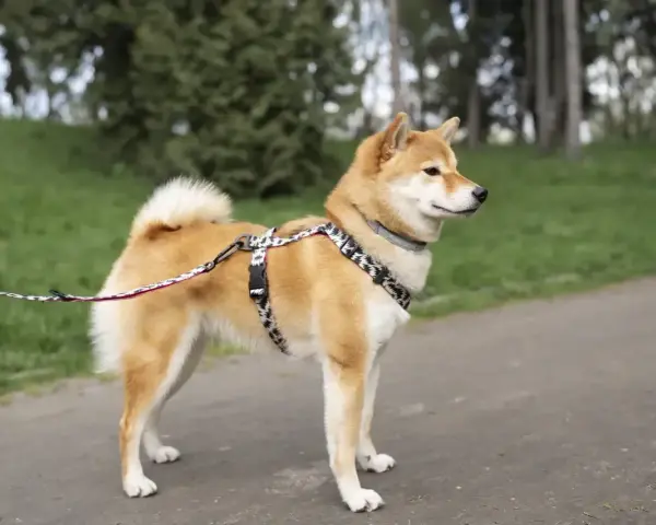Pies rasy shiba inu w ozdobnej obroży i smyczy stoi na ścieżce w parku, otoczony zielenią.
