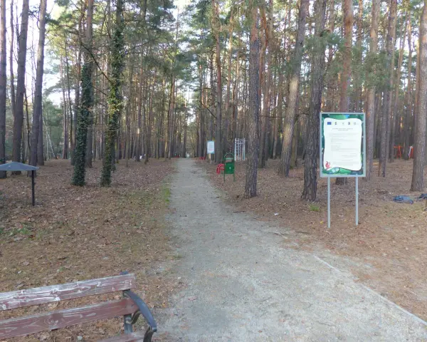 Ścieżka w lesie, pełna jesiennych liści, prowadzi przez sosnowy las. W oddali widać siłownię plenerową i ławkę. To idealne miejsce na spacer w sokolniki las.