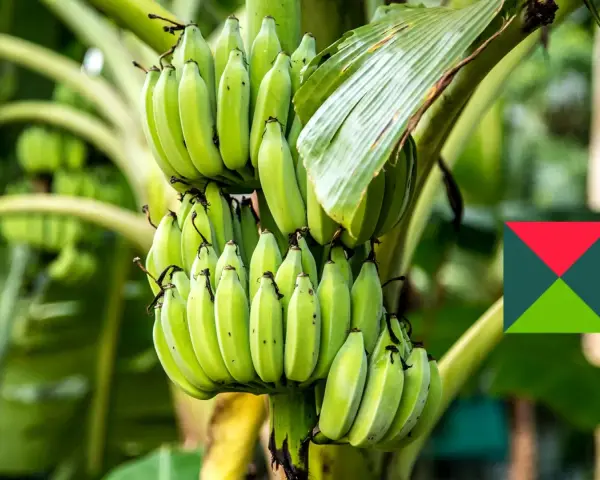 Zielony bananowiec kwiat z kiścią niedojrzałych bananów.