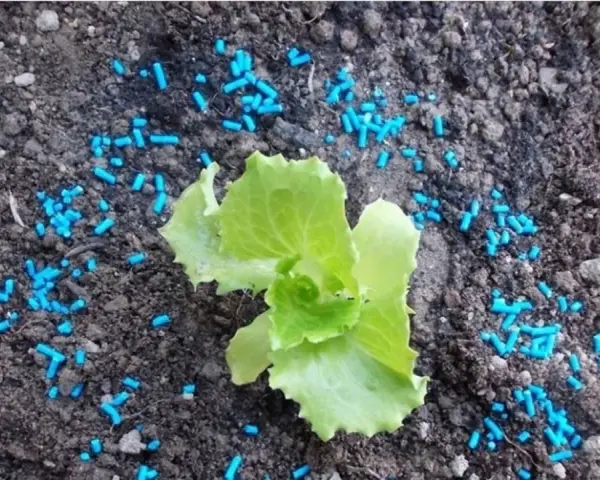 Piccola piantina di lattuga circondata da granuli blu di lumachicida metaldeide per proteggerla dai molluschi.