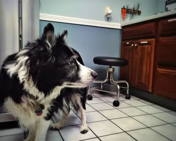 Jak wytresować border collie: skuteczne metody i porady dla właścicieli