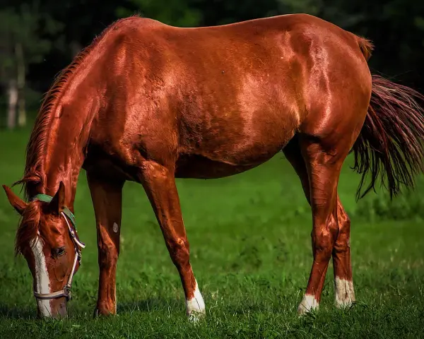 Cheval brun mangeant de l'herbe, son sabot brillant comme s'il avait été nourri à l'huile de coco.