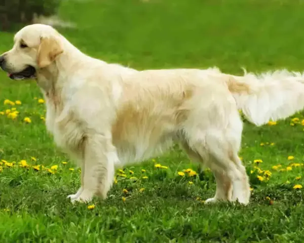 Golden retriever, jedna z popularnych ras psów, prezentuje się na tle zielonej łąki z żółtymi kwiatami.