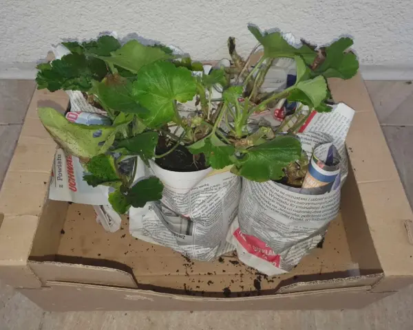 Pelargonie w doniczkach, owinięte gazetami, czekają w kartonie, by przezimować.