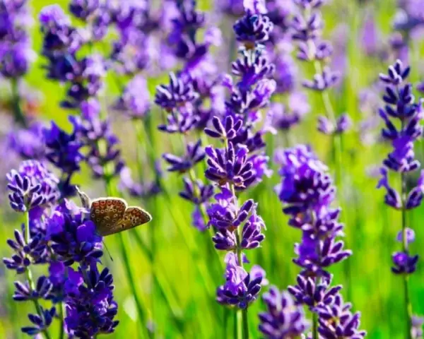 A butterfly rests on a lavender stalk, showcasing the beauty of how to plant lavender for a vibrant garden.