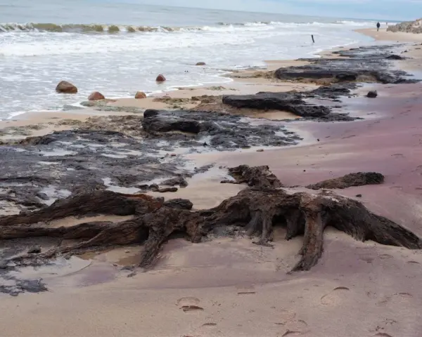 Korzenie martwego lasu na piaszczystej plaży, fale obmywają kamienie.
