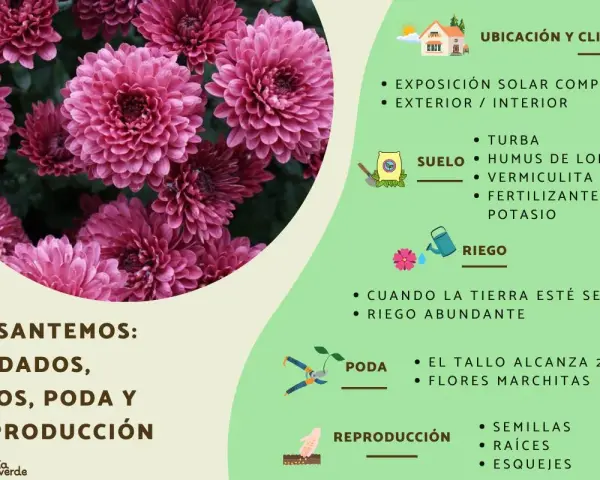 Crisantemos: cuidados, tipos, poda y reproducción. Guía para cultivar estas flores.