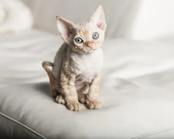 Devon Rex a Sfinks: Kluczowe różnice i podobieństwa w pielęgnacji