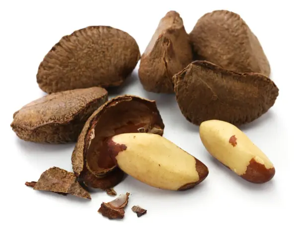 Noix du Brésil : découvrez les noix du Brésil et leurs bienfaits pour la santé. Une coque ouverte révèle des amandes dorées, prêtes à être dégustées.