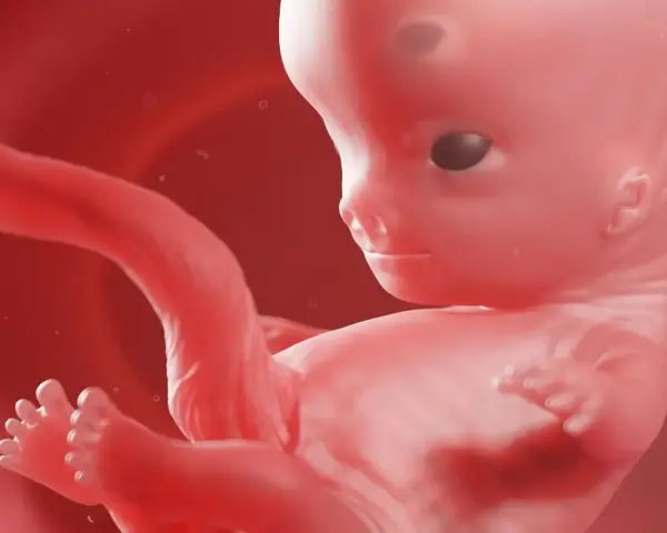 Płód w 9 tygodniu ciąży, który to miesiąc rozwoju. Widać już wykształcone paluszki u rąk i stóp.