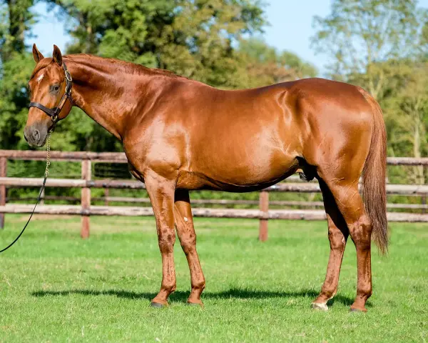 Un magnifique cheval bai, tel un dollar du rouet, se tient fièrement dans un pré verdoyant, une clôture en bois en arrière-plan.