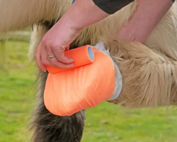 Main d'un soigneur appliquant un bandage orange sur le sabot d'un cheval, peut-être pour soigner un abcès au glome.