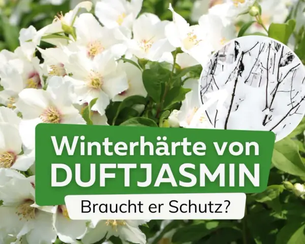Weiße Blüten des Duftjasmin, daneben ein Kreis mit winterhartem Astwerk im Schnee. Braucht er Schutz?