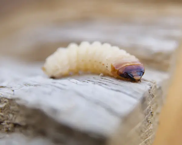 Gusano blanco, posible larva de escarabajo, sobre madera. Podría ser un ácaro blanco de madera.