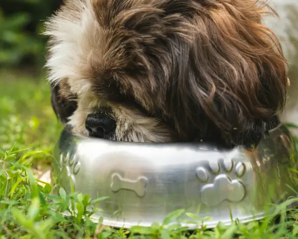 Shih Tzu szczeniak: Jak karmić, by rósł zdrowo? Poradnik eksperta