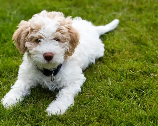 Uroczy szczeniak lagotto romagnolo leży na trawie. Zastanawiasz się nad lagotto romagnolo cena?