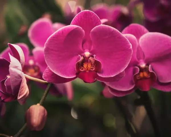 Orquídeas fucsia vibrantes, un recordatorio visual de cómo regar una orquídea para mantener su belleza.