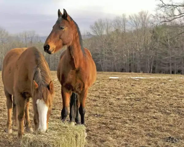 Deux chevaux bruns se tiennent dans un pré. L'un mange du foin, l'autre regarde au loin. Le sexe des chevaux n'est pas visible.