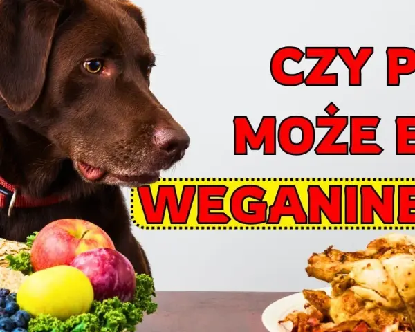 Czy pies może jeść wędzone mięso? Poznaj ukryte ryzyka zdrowotne