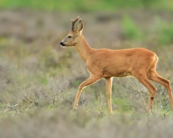 Un chevreuil adulte, au pelage roux, traverse un champ d'herbes sèches, ses petites cornes dressées.