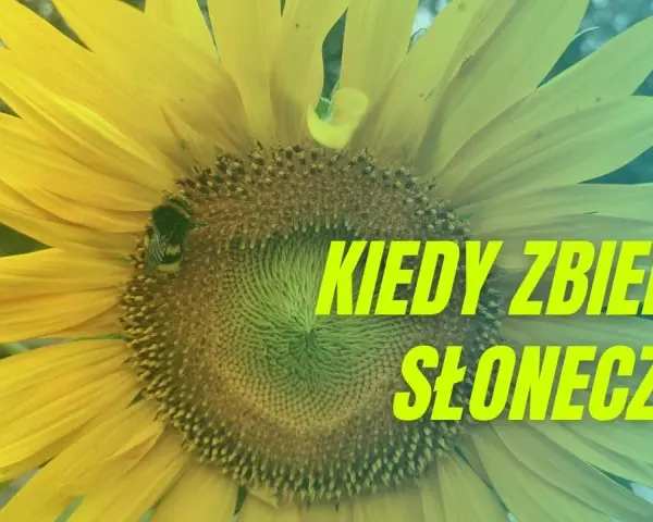 Kiedy jest sezon na słoneczniki? Poznaj najlepszy czas na zbiór